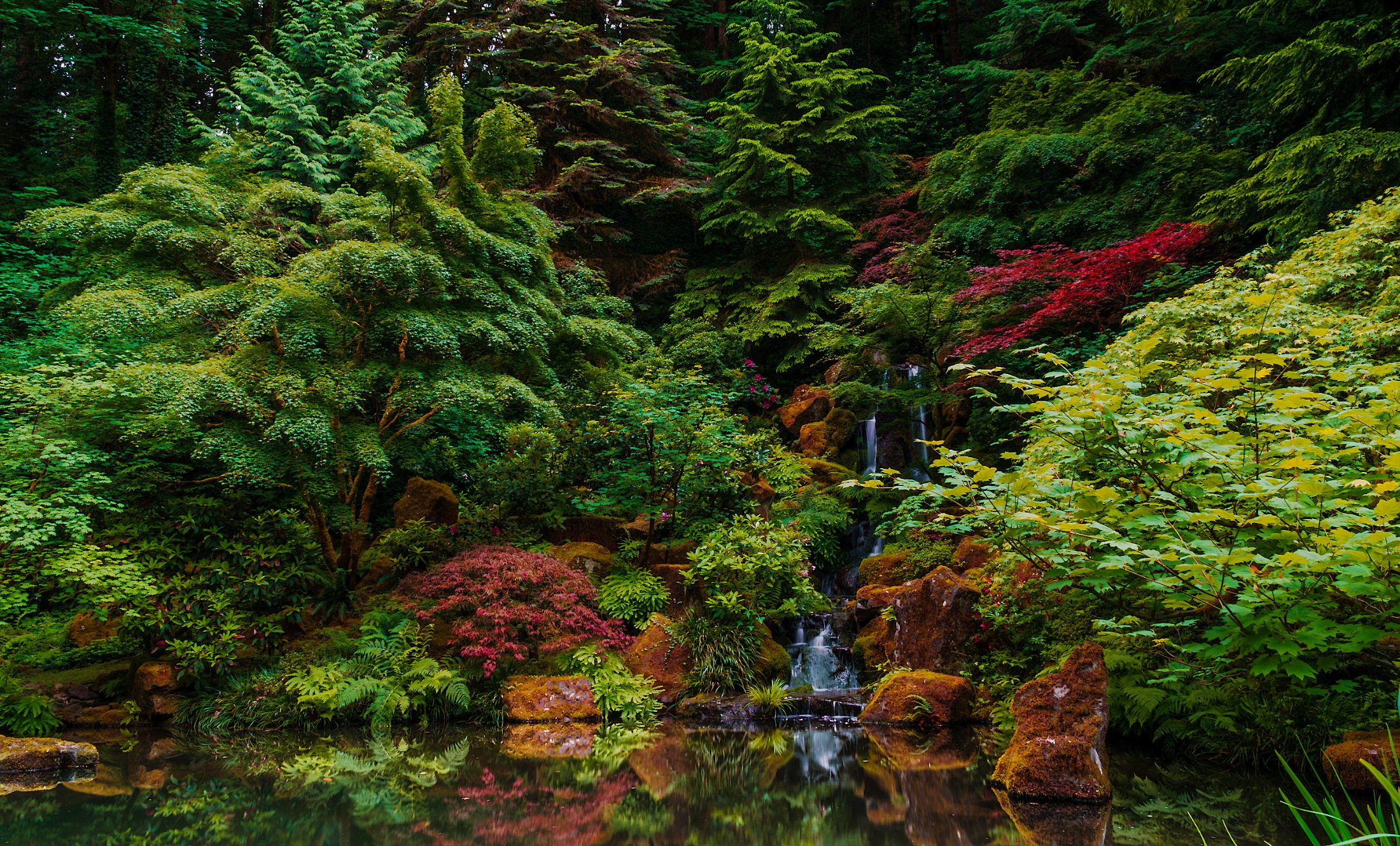 A Japanese garden waterfall in deep greens and maple red